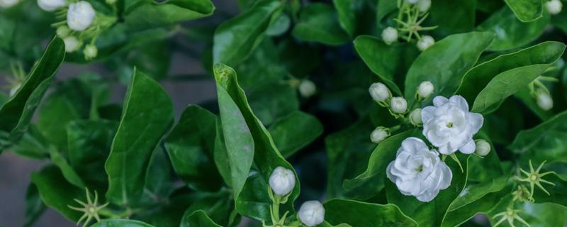 茉莉花可以用磷酸二氢钾吗 茉莉花叶面可以喷磷酸二氢钾吗