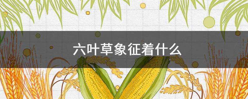 六叶草象征着什么（四叶草有什么寓意）