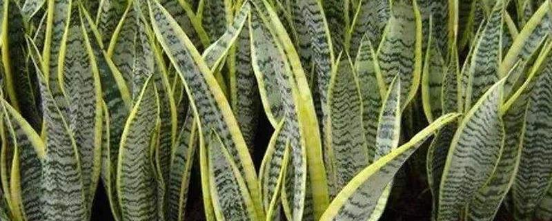 白玉虎皮兰养殖方法和注意事项 水培白玉虎皮兰养殖方法和注意事项