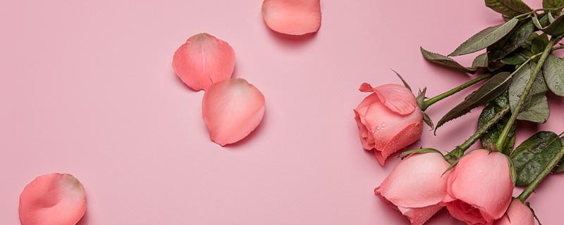 粉佳人玫瑰花语 红粉佳人玫瑰花语