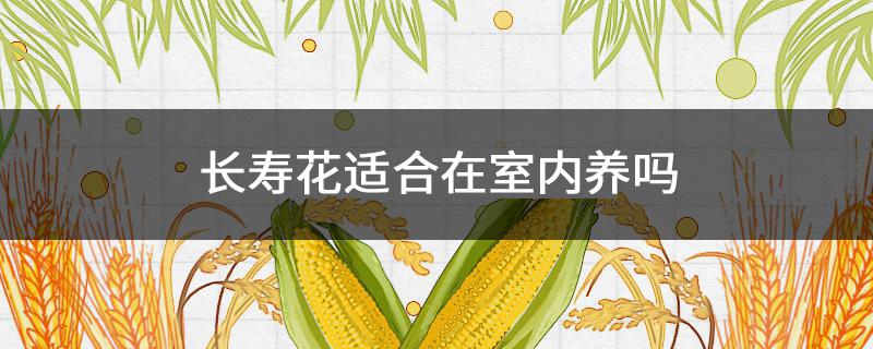 长寿花适合在室内养吗 长寿花适合在室内养吗有香味吗