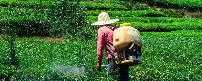 草甘膦除草剂伤树根吗（草甘膦除草剂伤树根吗有办法治好吗）
