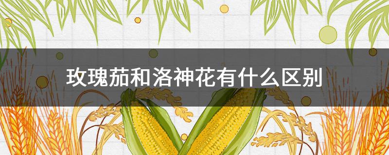 玫瑰茄和洛神花有什么区别 玫瑰茄和洛神花是一种吗