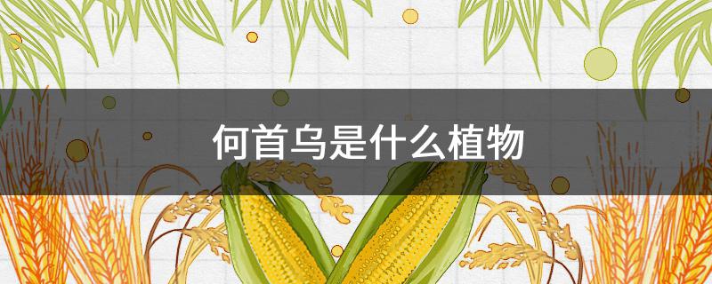 何首乌是什么植物（何首乌是常绿植物吗）