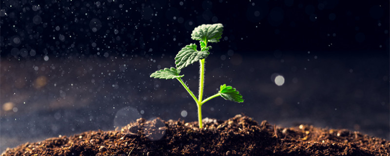 拐枣籽催芽方法（拐枣种子发芽）