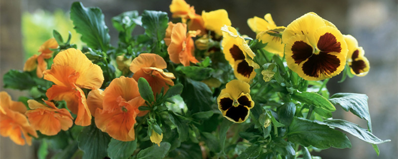 角堇的养殖方法和注意事项 角堇的养殖与方法