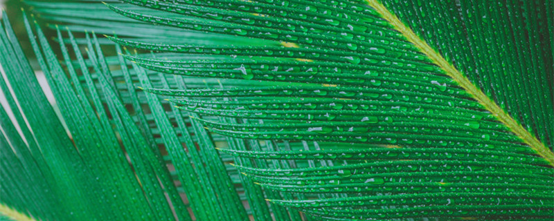 铁树怎么养（铁树怎么养枝叶更茂盛）