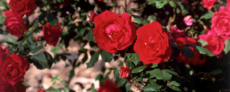 圣诞节送什么花（圣诞节送什么花合适）