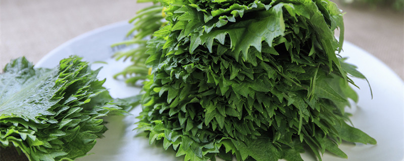 紫苏掐头还是掐叶（采摘紫苏叶要-掐头吗）