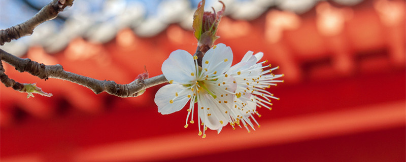 樱桃花和樱花的区别（樱桃花和樱花的区别 知乎）