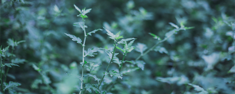 驱蚊草真的能驱蚊吗 碰碰香驱蚊草真的能驱蚊吗