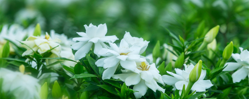 栀子花一年开几次花（四季栀子花一年开几次花）