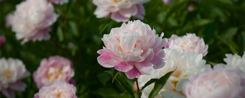 芍药花种子怎么种（芍药花种子怎么种植）