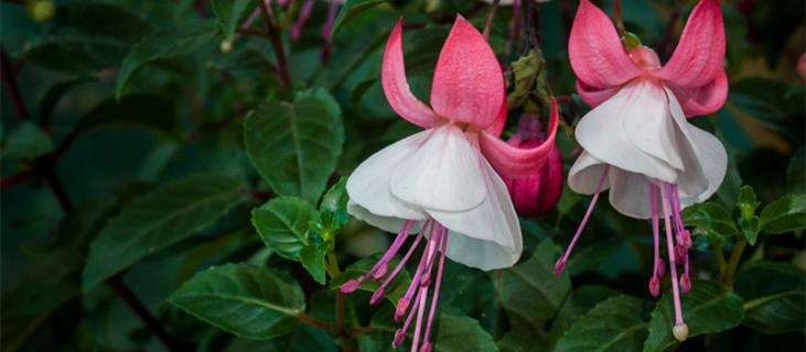 吊钟树怎么养水培 水培吊钟树叶干了是什么问题