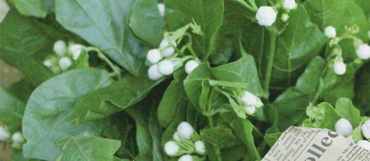 茉莉花的养殖方法与技巧（盆栽茉莉花的养殖方法与技巧）