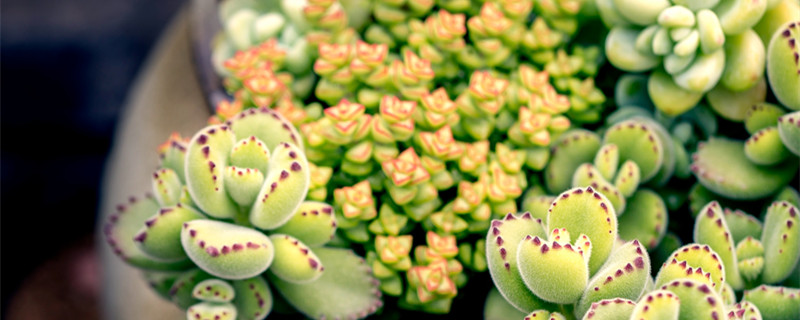 熊童子掉叶子是什么原因（熊童子老是掉叶子）