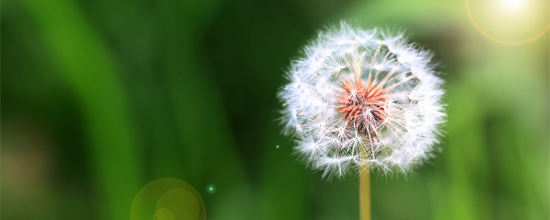 蒲公英是什么季节(蒲公英是什么季节被风吹走的)