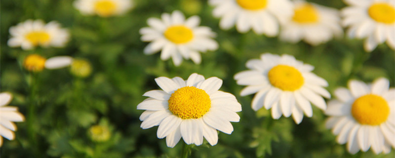 雏菊怎么种 雏菊怎么种植