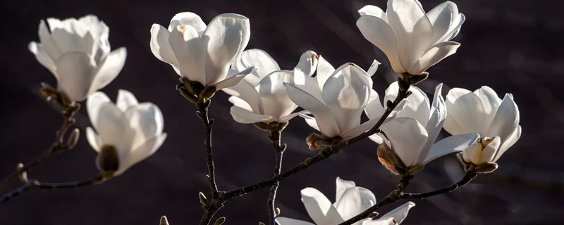 玉兰花语是什么（玉兰花语是什么象征）