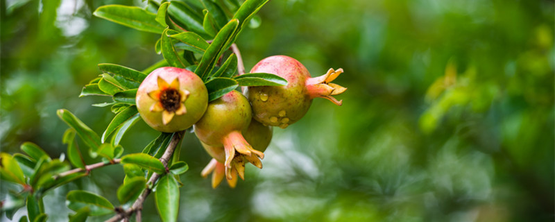 石榴是新枝开花还是老枝开花 石榴在老枝上开花,还是新枝开花