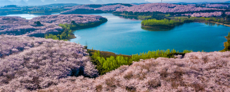 樱花的样子 樱花的样子,颜色,气味,其他描写