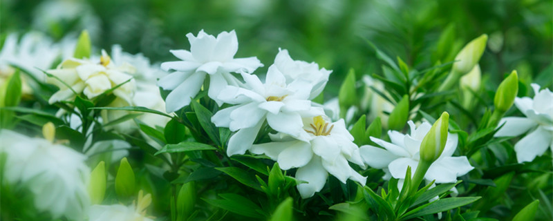 栀子花驱蚊还是招蚊子（栀子花是驱蚊的吗）