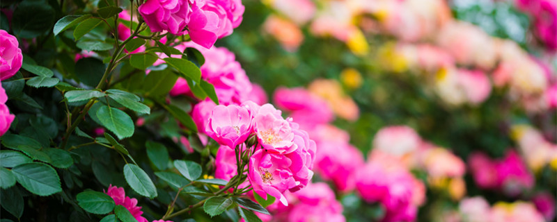 蔷薇花语是什么 蔷薇花语是什么大红花