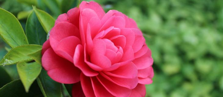 茶花的养殖方法和注意事项(茶花的养殖方法和注意事项 盆栽)