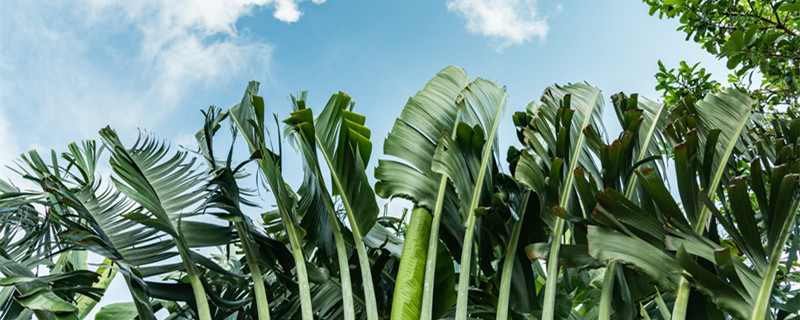 蕉麻是什么（蕉麻是什么东西）