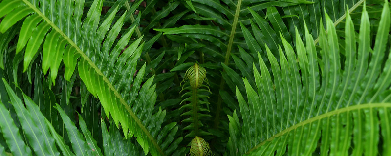 蕨类植物有哪些（蕨类植物有哪些主要特征?它和苔藓植物有何异同?）