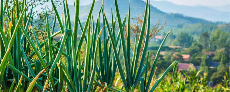 山东大葱种植时间和方法 山东大葱移栽时间