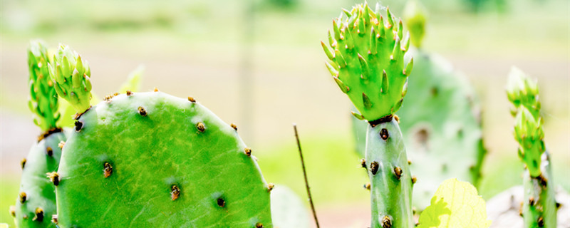 冬天适合种什么花（冬天适合种什么花籽）