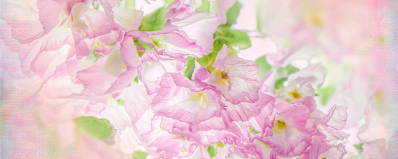 勿忘我花的寓意是什么（勿忘我的花代表什么意思）