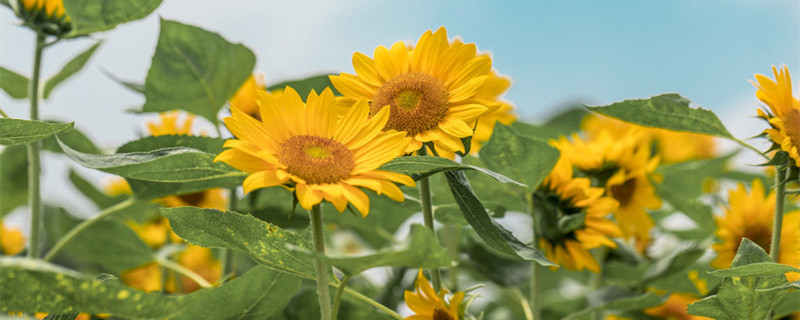 太阳花的花语是什么 太阳花花语是什么 太阳花有哪些花语