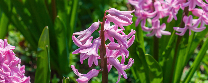风信子开花有毒吗 风信子开花有毒吗 适合在室内养吗