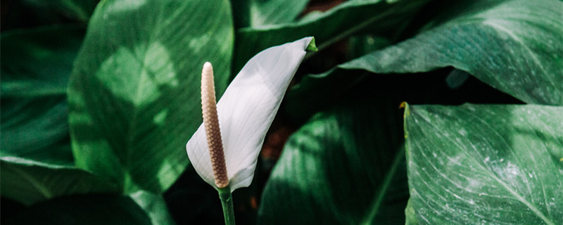 白掌花变绿了要剪掉吗 白掌花变绿需要剪掉吗