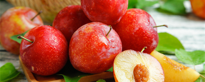 三华李种植管理技术 三华李种植管理技术果蝇