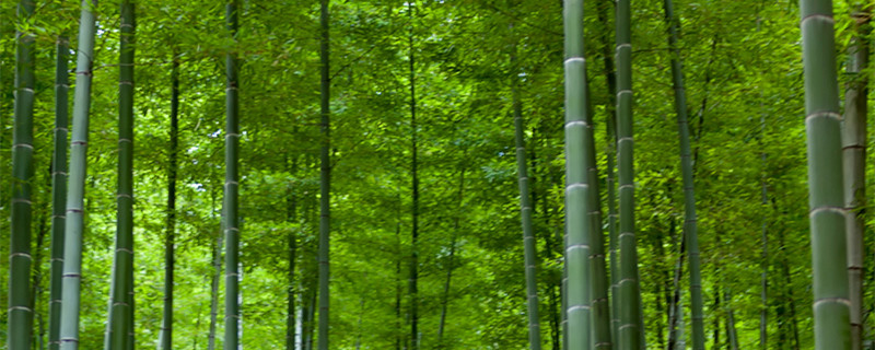 动森竹子怎么种植方法 动森怎样种竹子
