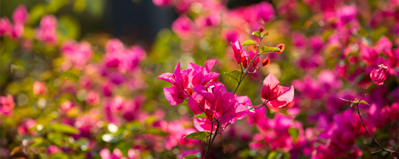 杜鹃花什么时候开（杜鹃花什么时候开始孕蕾）