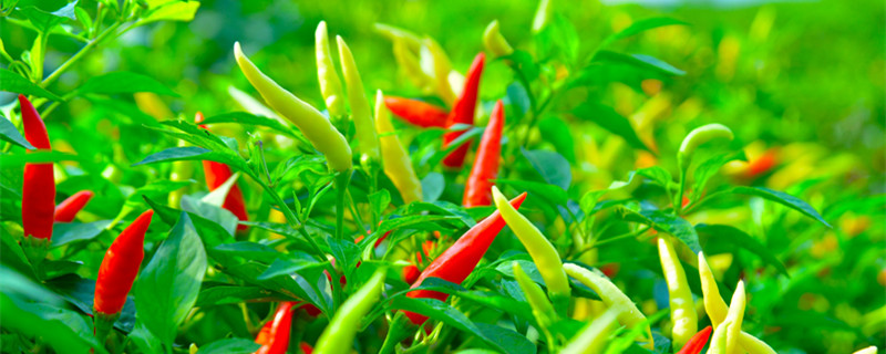 辣椒初花期需要什么肥 辣椒花期怎么施肥