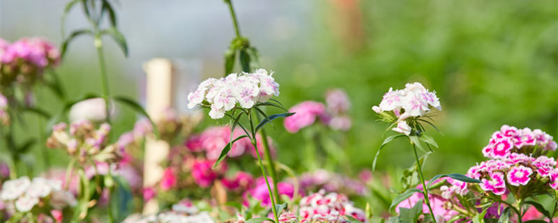 海石竹的养殖方法和注意事项 海石竹的种植方法和注意事项