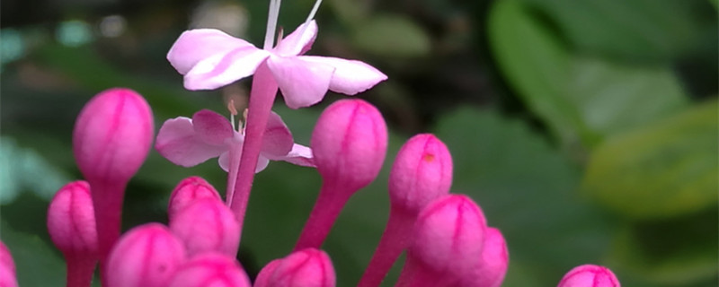 仙客来花茎变软怎么办（仙客来根茎发软怎么办）