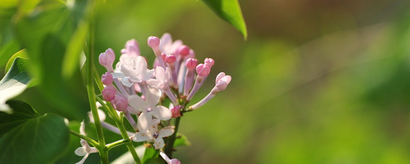 紫丁香花语 紫丁香花语象征