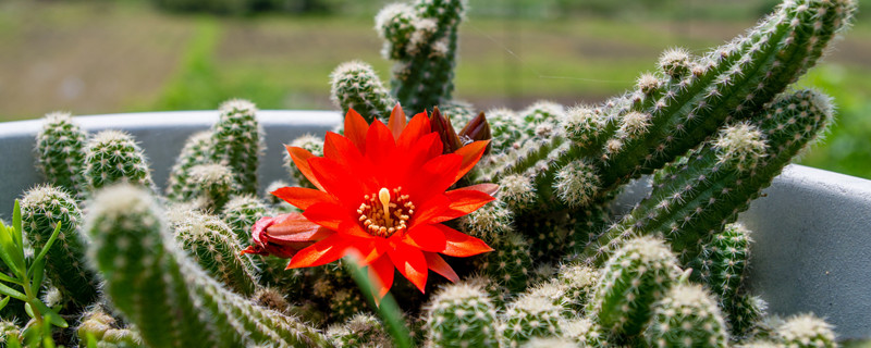 仙人球开花后怎么处理(仙人球开花后怎么处理花苞)