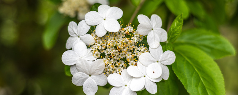 琼花的寓意（琼花的意思是什么意思）