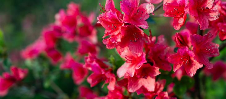 杜鹃花的养殖方法和注意事项 杜鹃花的养殖方法和注意事项 盆栽夏天