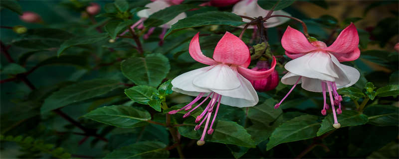 倒挂金钟的养殖方法和注意事项 倒挂金钟的养殖方法和注意事项倒桂金钟扦插方法时间