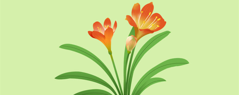 君子兰开花时间（君子兰开花时间短怎么回事）