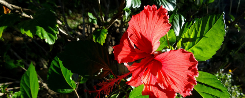 什么花在傍晚六点开花(在傍晚六点开花的花是什么花)