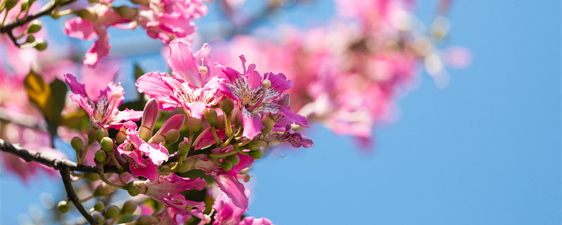 紫荆花的寓意与花语 紫荆花什么寓意
